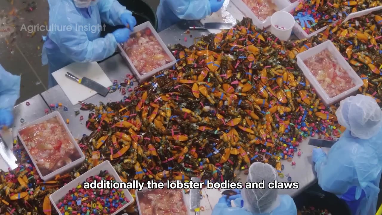168 MILLION Pounds of Lobsters 🦞 Are Caught by American Fishermen | Amazing Seafood Technology!