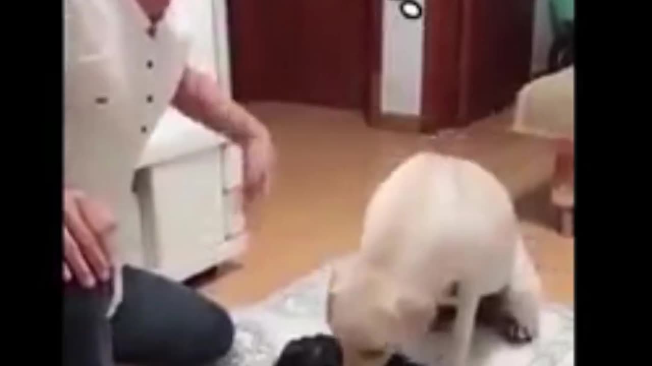 Cat meow meow- cat lover