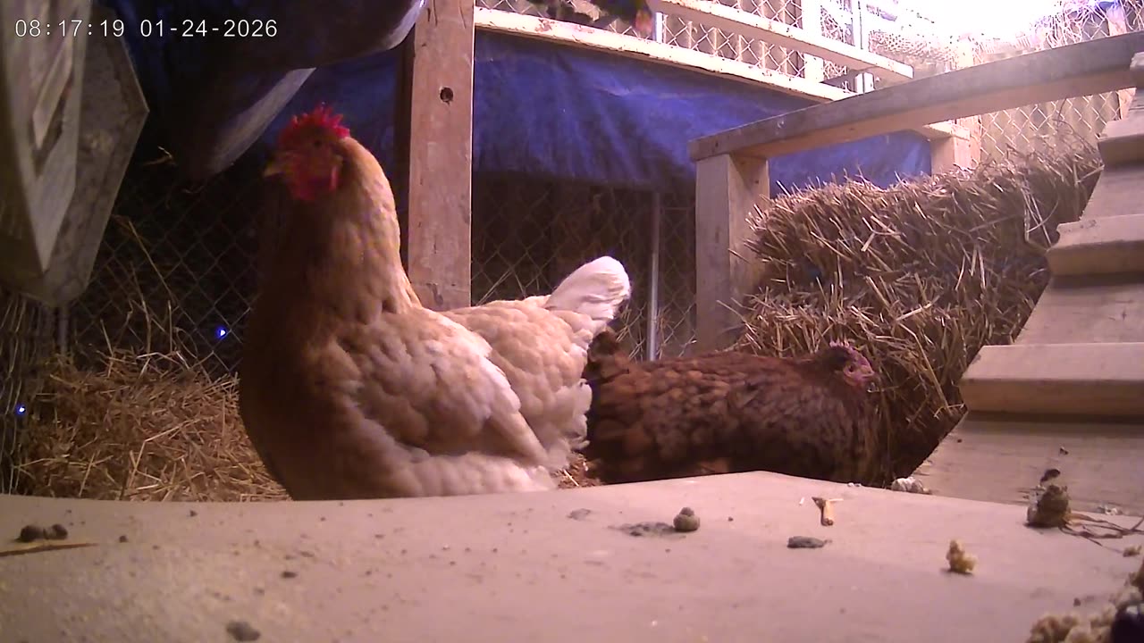 Back Inside The Hut!