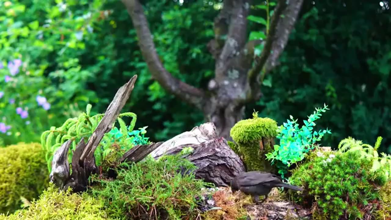 The Great Bird Observation: Hour-Long Cat TV for Calm, Cozy Viewing