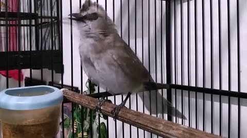 The magpie robin