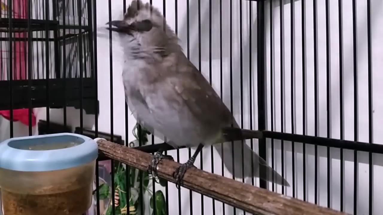 The magpie robin