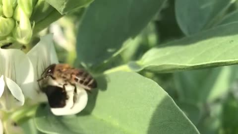 Broad beans, bees and pollination