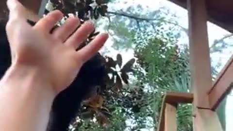 This chimp helping a guy up | funny video | crazy clips