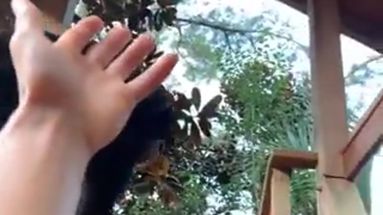 This chimp helping a guy up | funny video | crazy clips