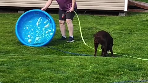 Our Labrador and water