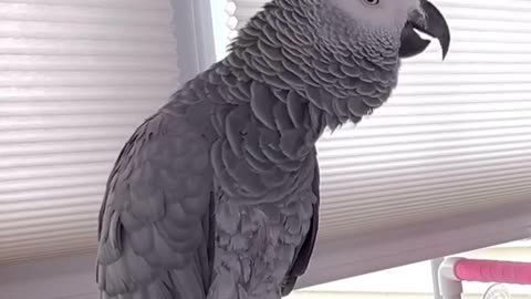 Parrot Says 'I Love You' and Blows Kisses – So Sweet! 💕🦜