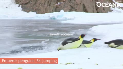 Ocean Athletes Check Out These Talented Animals Oceana