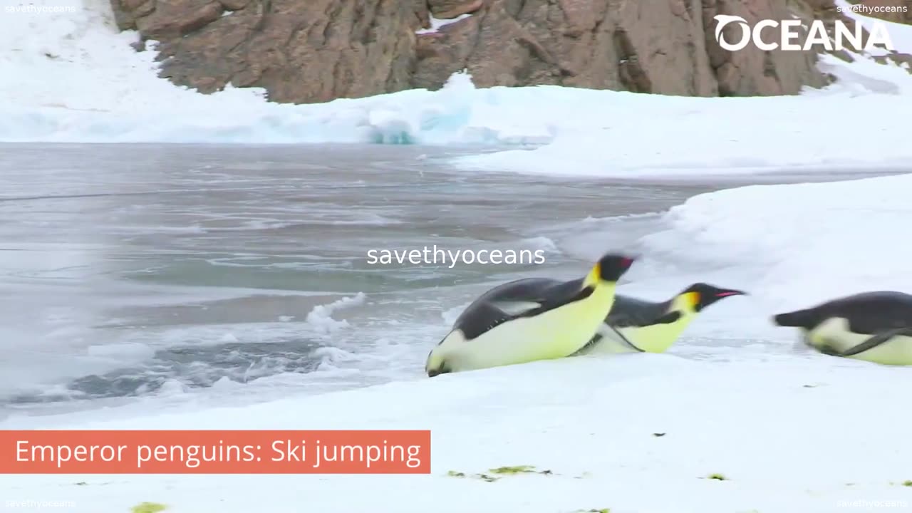 Ocean Athletes Check Out These Talented Animals Oceana