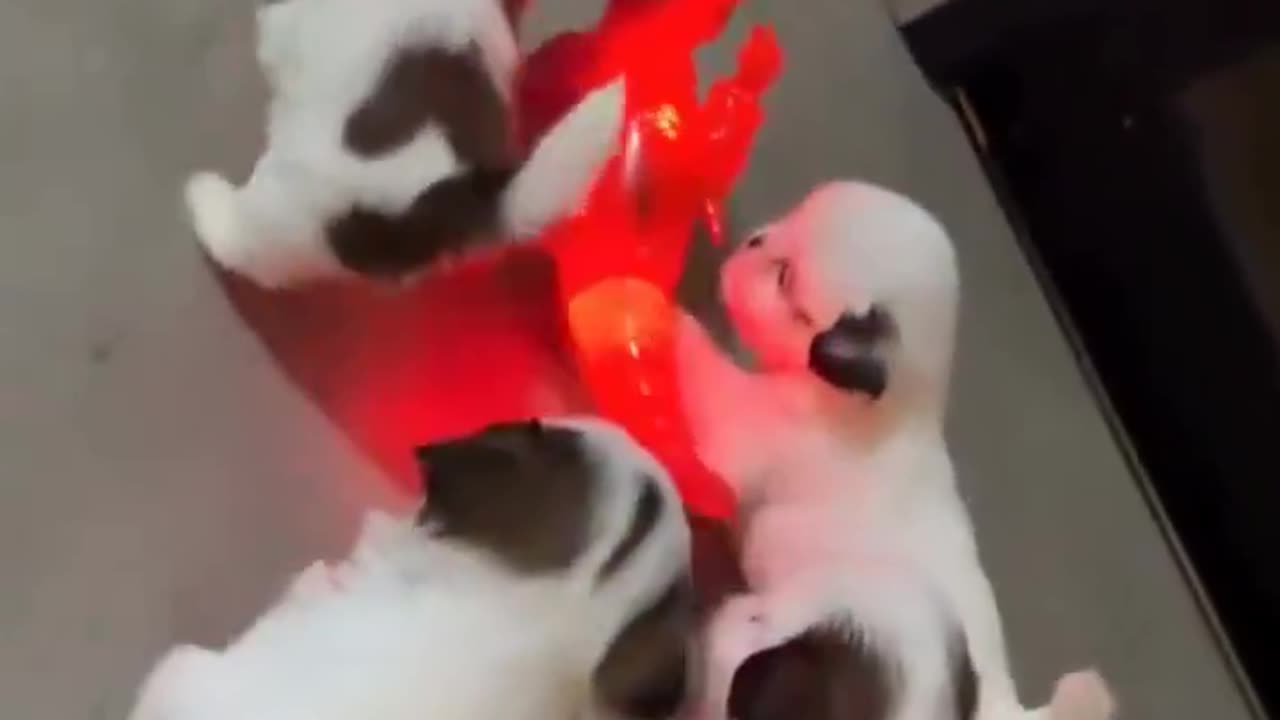 They think he is their Friend 🥺