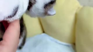 Dog's Comedy Videos 🤣 so cute videos and puppies comedy scenes 🤣 so cute 🥰🥰🥰🥰