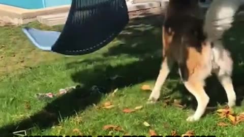 Funny video