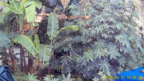 250528A___Madeira_NS-404._Waterfall_since_yesterday._New_metal_sheet_for_cave_entrance.(1080p)