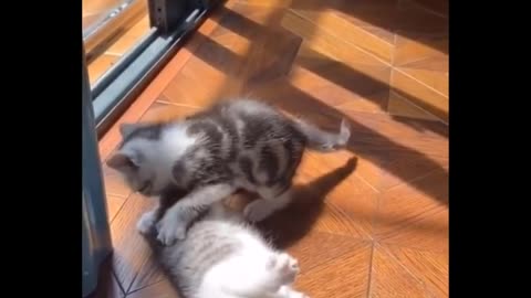 funny video