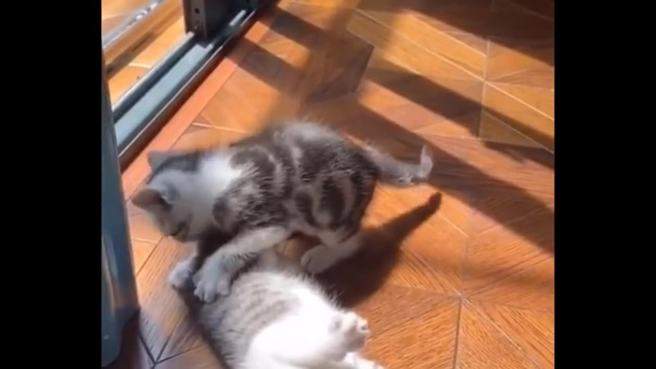 funny video
