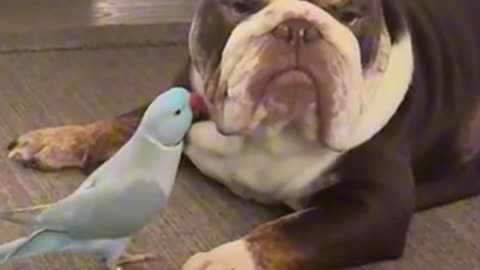 This Dog Probably Hates the Parrot! 🐶🦜😂 #FunnyPets #DogVsParrot #PetReactions
