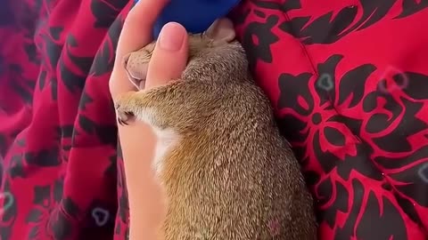 Kind family rescued a tiny squirrel