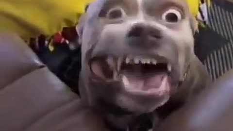 Animal Funny Video