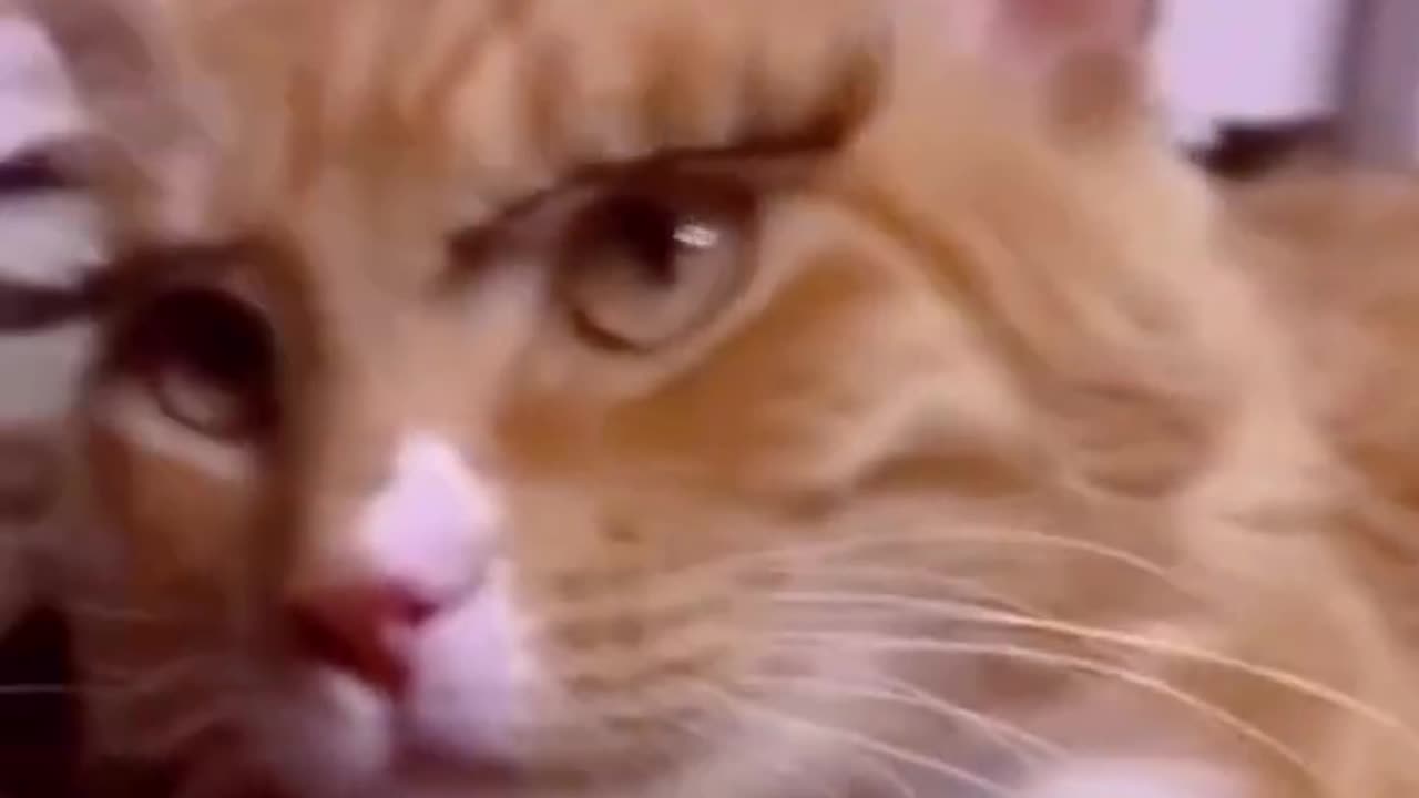 Funny Animals 5