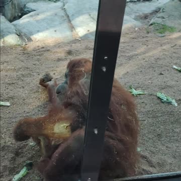 Happy Orangutan at The San Diego Zoo