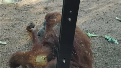 Happy Orangutan at The San Diego Zoo