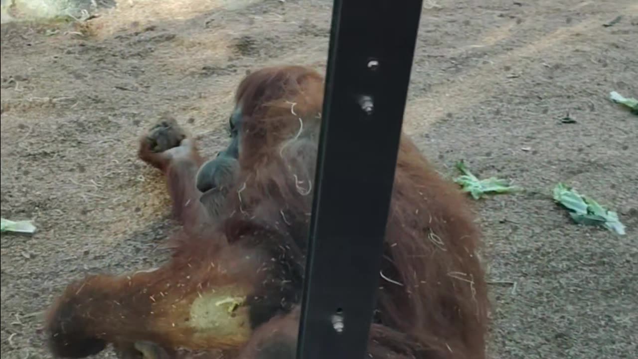 Happy Orangutan at The San Diego Zoo