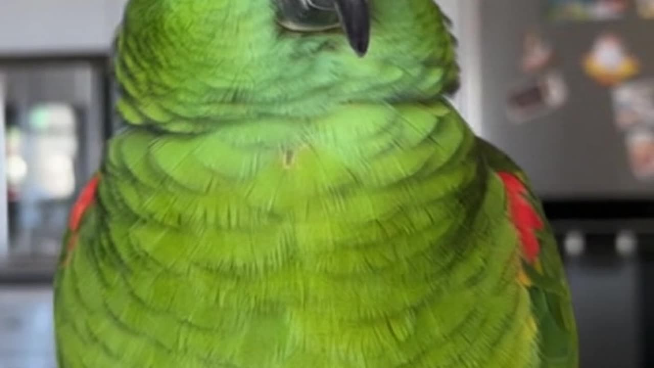 Intelligent Parrot Talking to its Owner