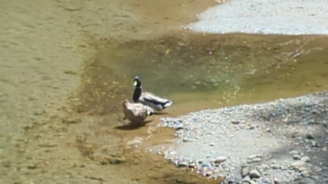 DUCKS