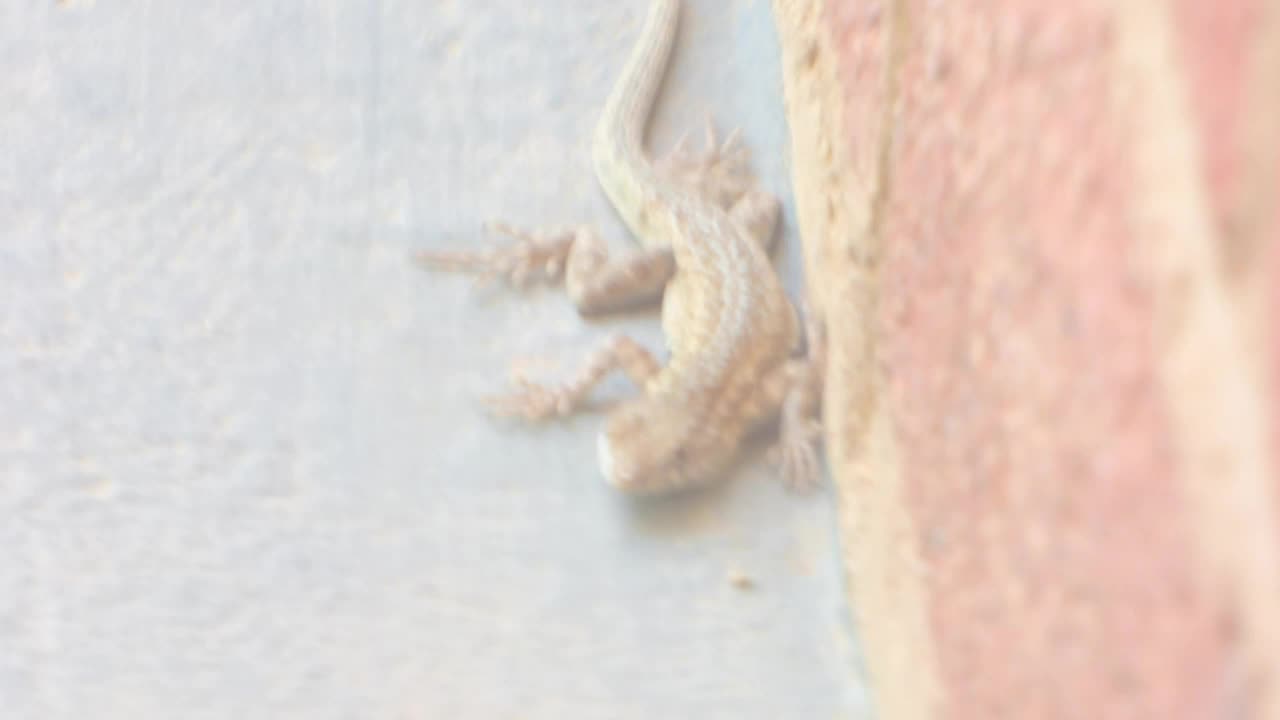 Lizard basking at our hotel, take 2