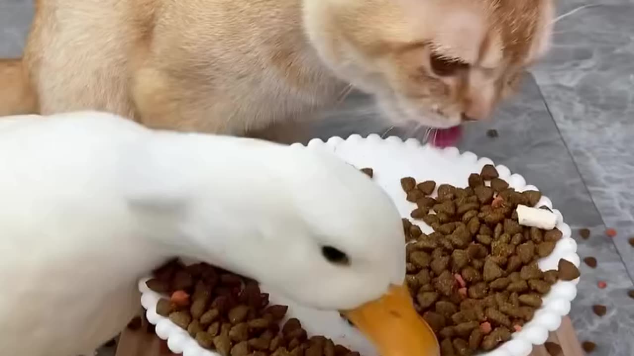 Fast & Fluffy – Hilarious Cat vs Duck Eating Showdown! 🐱🦆😂