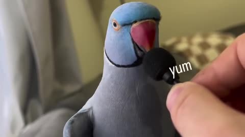 Parrot Says “Hi Babe, Yum Yum Yum” at Microphone – Papagal Vorbitor Super Haios! 🦜🎤