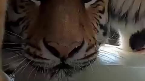 FUNNY CUTE ANIMALS VIDEOS 🐾