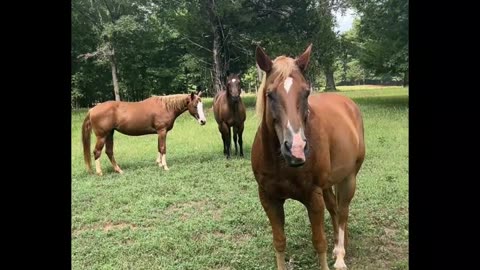 24/7 Lawn Mowers