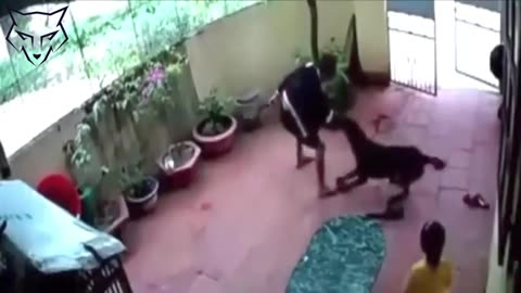 Super Dog pretends to be dead to keep his little girl owner safe... how amazing is that?