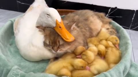 🥺 CAT'S CUTENESS OVERLOAD WITH BABY DUCKS! | FunFM