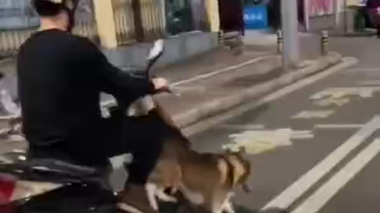 Playful husky