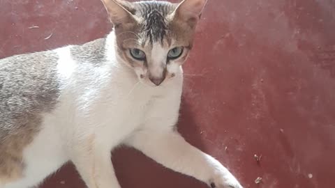 "Cat" Cats