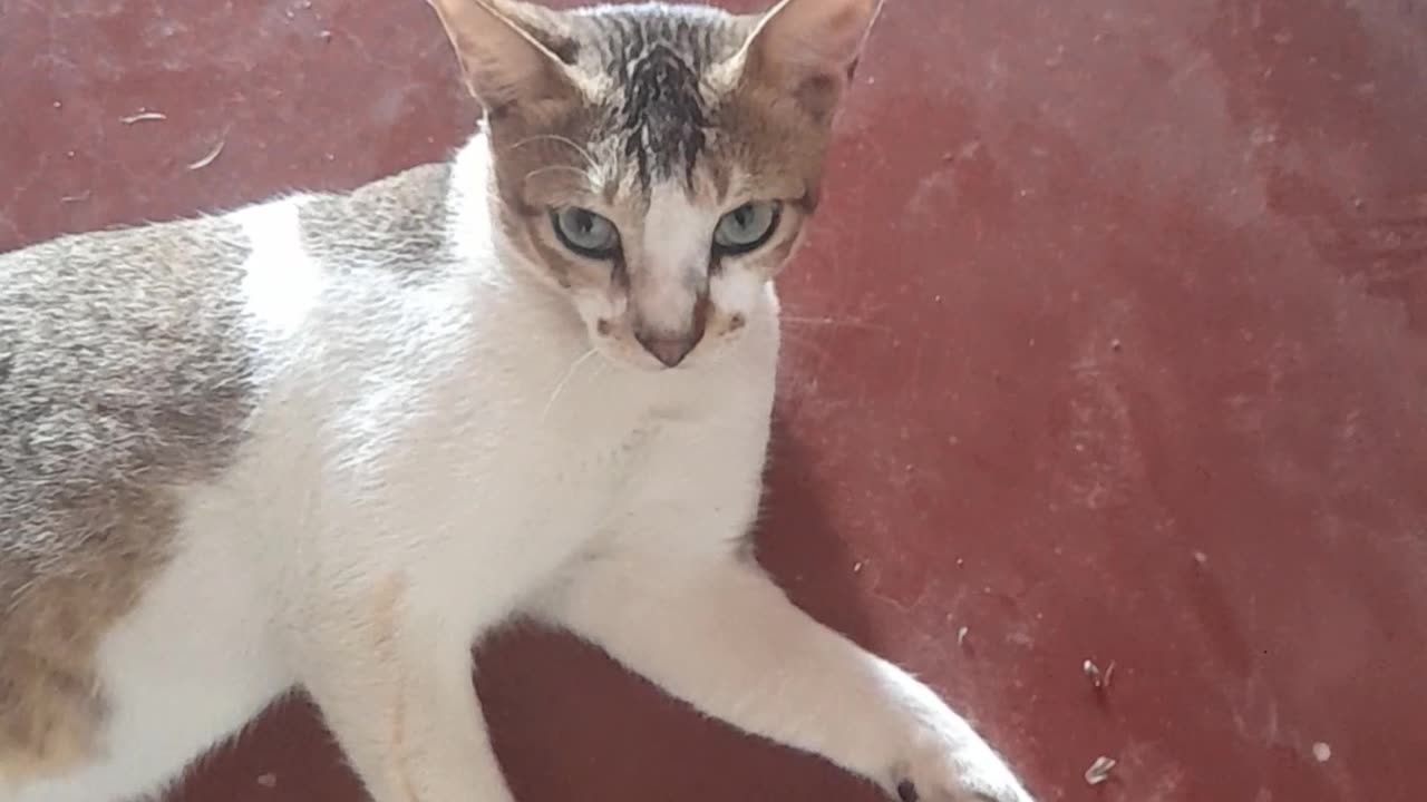 "Cat" Cats