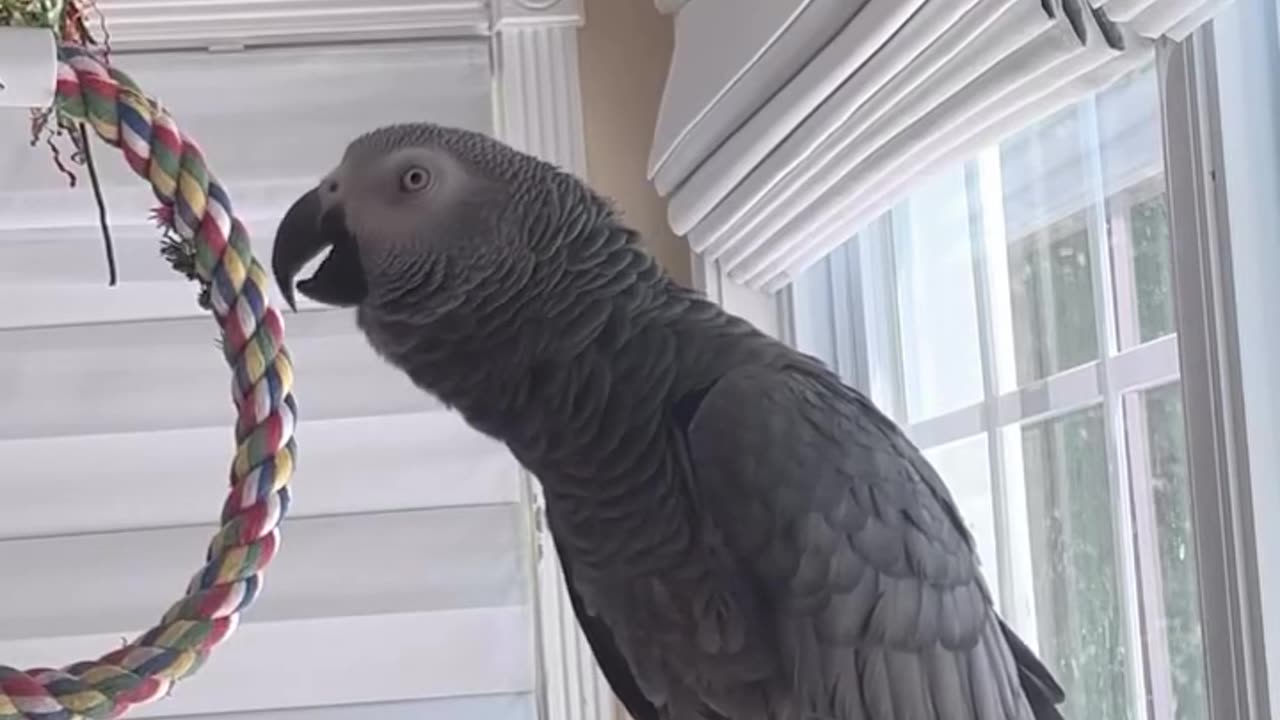 this parrot sounds like a machine gun! 😂