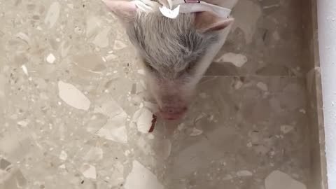 Pig Doesn't Like Blue Pants