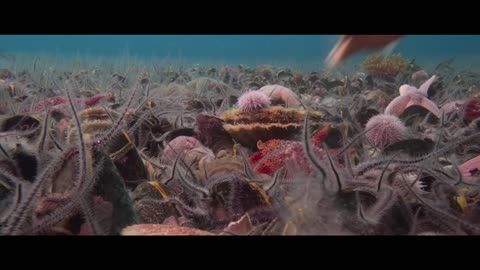 Ocean with David Attenborough Official Trailer National Geographic