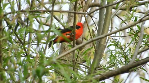 Scarlet Tanager: The Fiery Songbird of the Forest