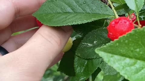 The fruit of patience 🍒 #cherries #homesteading #fruittrees #backyardgoals #rainydays
