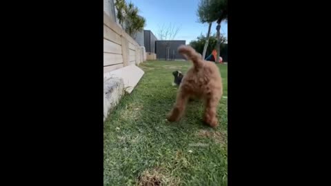 The Ultimate Pet Crew: Dogs, Cats, and Birds!
