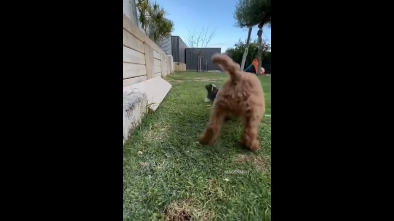 The Ultimate Pet Crew: Dogs, Cats, and Birds!
