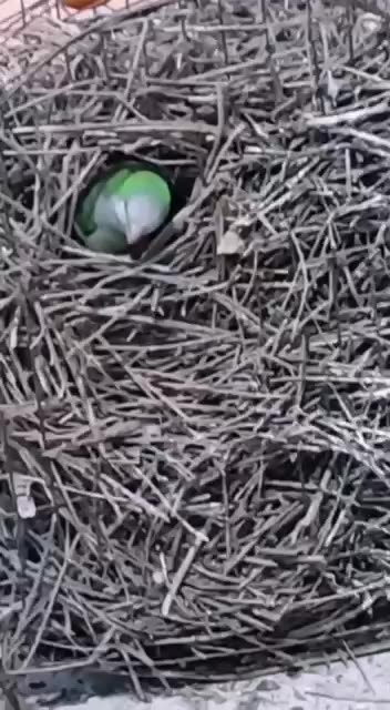 Building a mansion for future family 😊