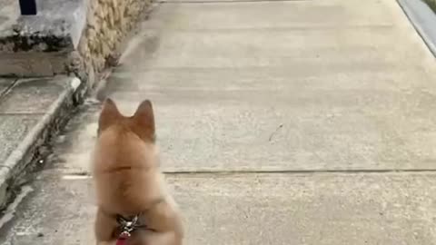 Dogs Jump Like Horses! 🐶😂 The Happiest Compilation You’ll See Today!