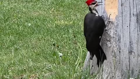 Nature power