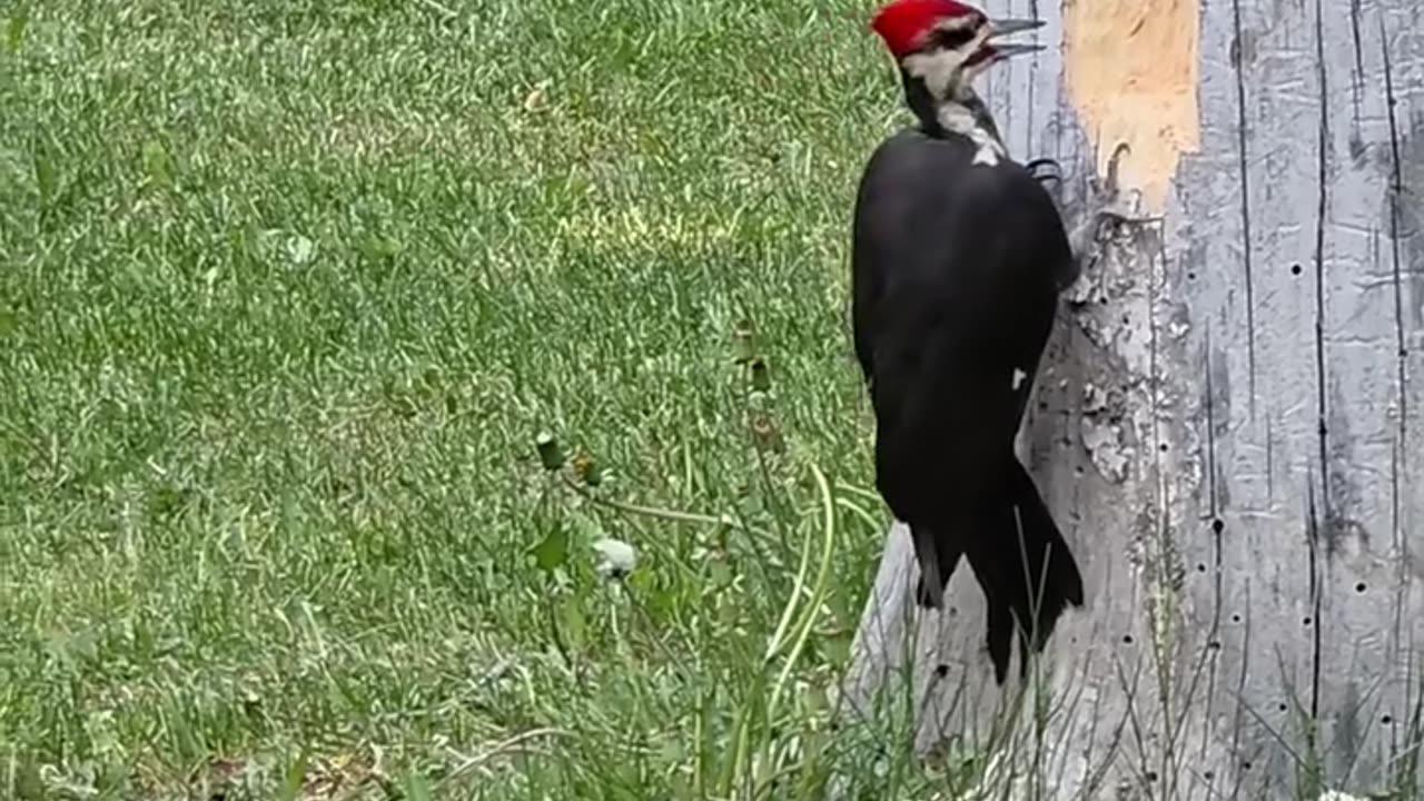 Nature power
