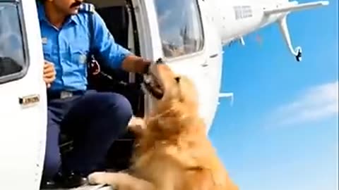 Dog rescues helicopter driver before helicopter crashes